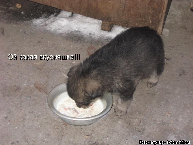 Котоматрица: Ой какая вкусняшка!!!
