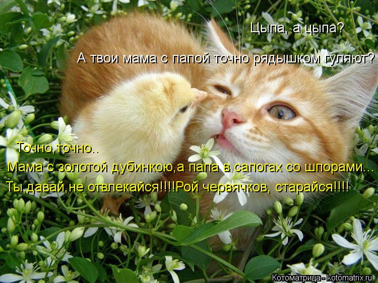 Цыпа, а цыпа? А твои мама с папой точно рядышком гуляют? Точно,точно.. Мама с золотой дубинкою,а папа... Котоматрица: Цыпа, а цыпа? А твои мама с папой точно рядышком гуляют? Точно,точно.. Мама с золотой дубинкою,а папа в сапогах со шпорами... Ты,давай,не отвлек