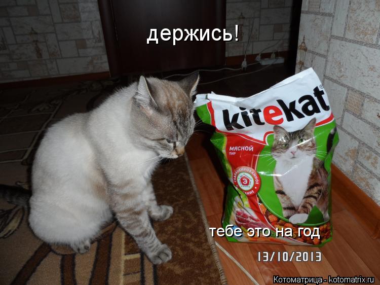 держись! тебе это на год... Котоматрица: держись! тебе это на год