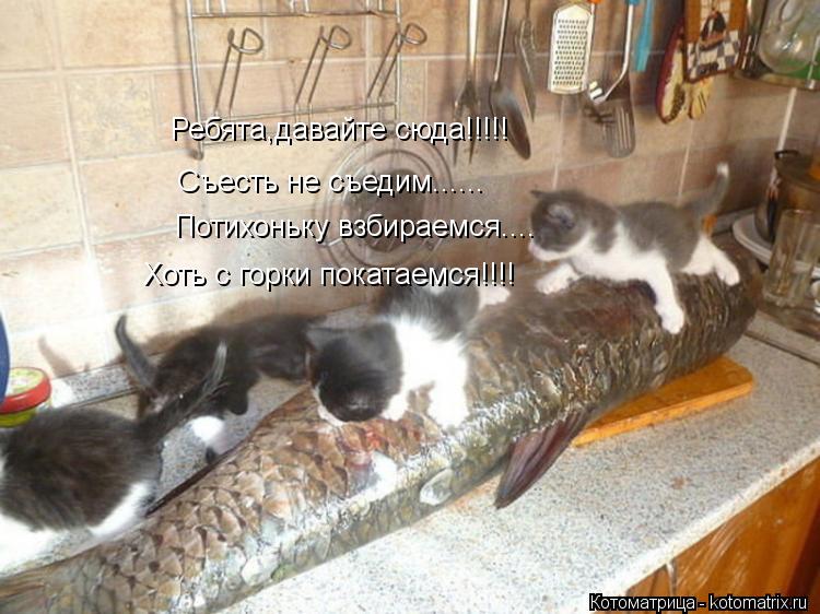 Котоматрица: Ребята,давайте сюда!!!!! Съесть не съедим...... Потихоньку взбираемся.... Хоть с горки покатаемся!!!!
