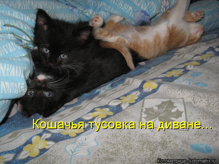 Кошачья тусовка на диване...... Котоматрица: Кошачья тусовка на диване...