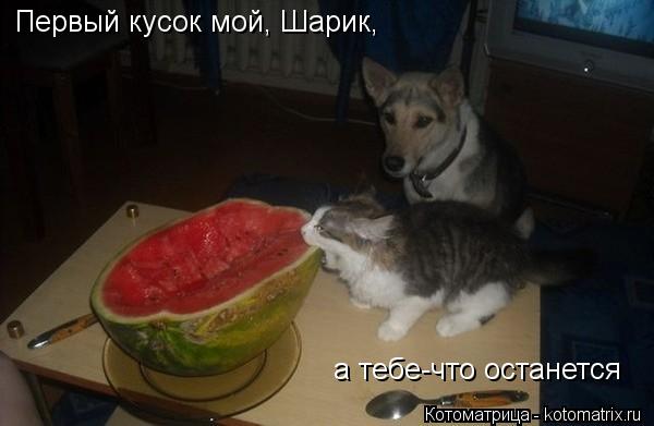 Первый кусок мой, Шарик, а тебе-что останется... Котоматрица: Первый кусок мой, Шарик, а тебе-что останется