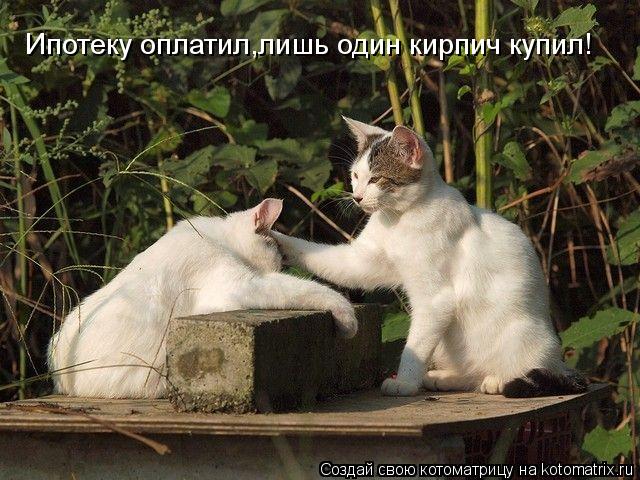 Котоматрица: Ипотеку оплатил,лишь один кирпич купил!