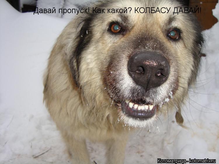 Котоматрица: Давай пропуск! Как какой? КОЛБАСУ ДАВАЙ!