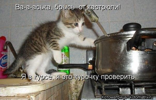 Ва-а-аська, брысь от кастрюли! Я в курсе, я это курочку проверить... Котоматрица: Ва-а-аська, брысь от кастрюли! Я в курсе, я это курочку проверить