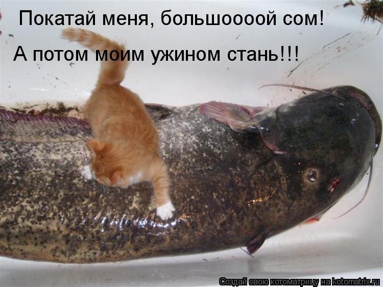 Покатай меня, большоооой сом! А потом моим ужином стань!!!... Котоматрица: Покатай меня, большоооой сом! А потом моим ужином стань!!!