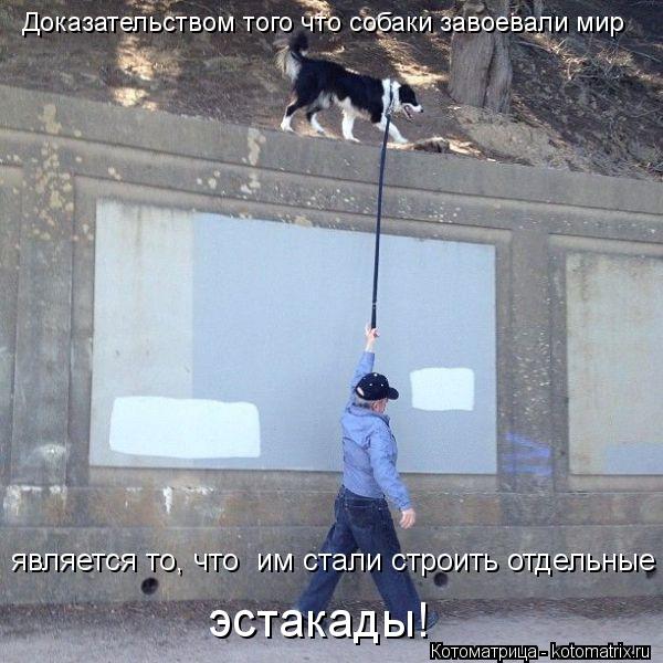 является то, что им стали строить отдельные Доказательством того что собаки завоевали мир эстакады!... Котоматрица: является то, что им стали строить отдельные Доказательством того что собаки завоевали мир эстакады!