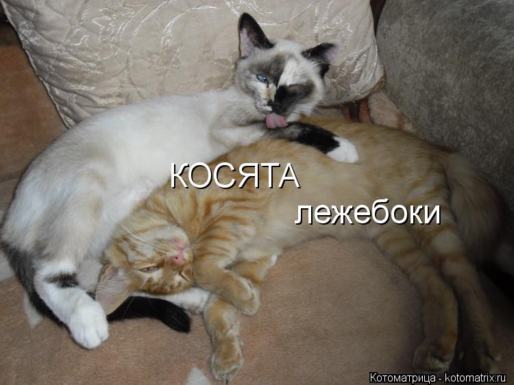 КОСЯТА лежебоки... Котоматрица: КОСЯТА лежебоки
