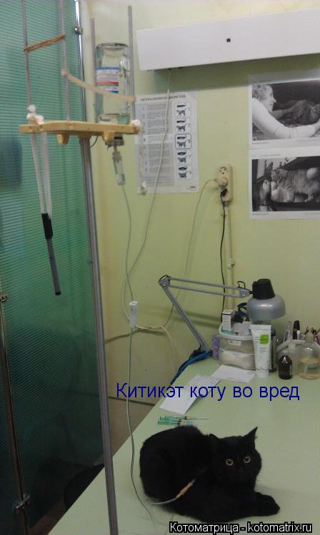 Котоматрица: Китикэт коту во вред