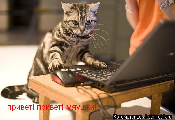 привет! привет! мяушки!... Котоматрица: привет! привет! мяушки!