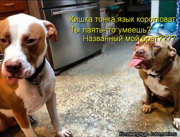 Кишка тонка,язык коротковат Ты лаять- то умеешь? Названный мой брат????... Котоматрица: Кишка тонка,язык коротковат Ты лаять- то умеешь? Названный мой брат????