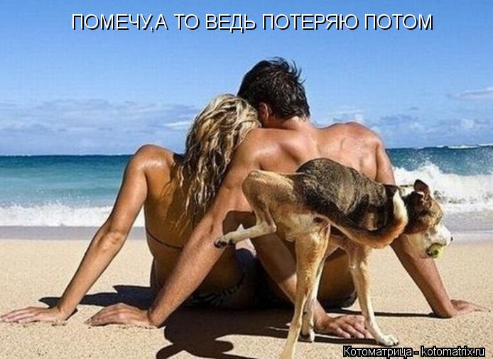 Котоматрица: ПОМЕЧУ,А ТО ВЕДЬ ПОТЕРЯЮ ПОТОМ