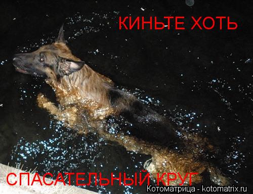КИНЬТЕ ХОТЬ СПАСАТЕЛЬНЫЙ КРУГ... Котоматрица: КИНЬТЕ ХОТЬ СПАСАТЕЛЬНЫЙ КРУГ