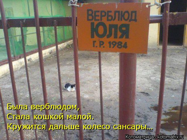 Была верблюдом, Стала кошкой малой. Кружится дальше колесо сансары…... Котоматрица: Была верблюдом, Стала кошкой малой. Кружится дальше колесо сансары…