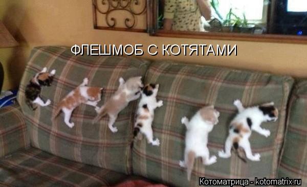 ФЛЕШМОБ С КОТЯТАМИ... Котоматрица: ФЛЕШМОБ С КОТЯТАМИ