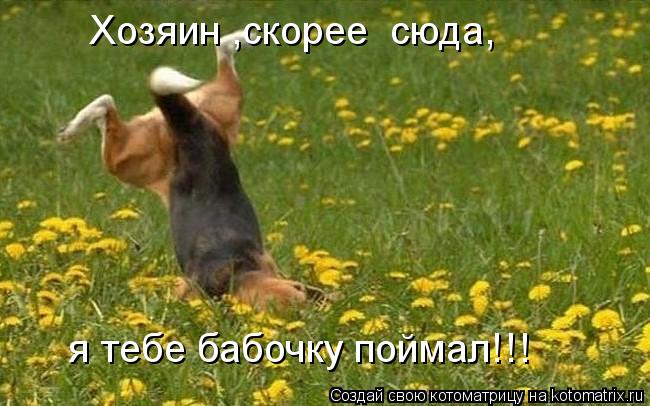 Хозяин ,скорее сюда, я тебе бабочку поймал!!!... Котоматрица: Хозяин ,скорее сюда, я тебе бабочку поймал!!!