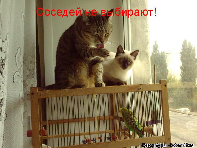 Соседей не выбирают!... Котоматрица: Соседей не выбирают!