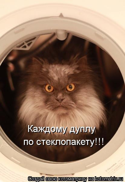 Каждому дуплу по стеклопакету!!!... Котоматрица: Каждому дуплу по стеклопакету!!!