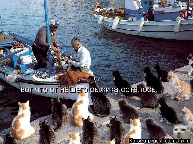 вот что от нашего рыжика осталось...... Котоматрица: вот что от нашего рыжика осталось...