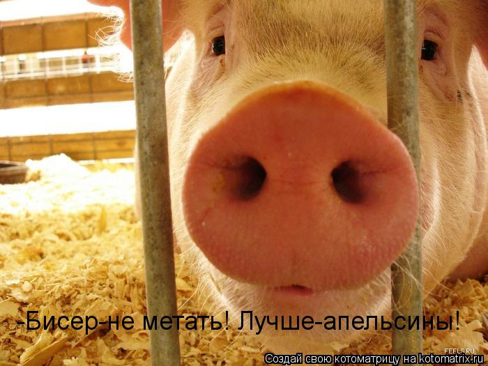 -Бисер-не метать! Лучше-апельсины!... Котоматрица: -Бисер-не метать! Лучше-апельсины!