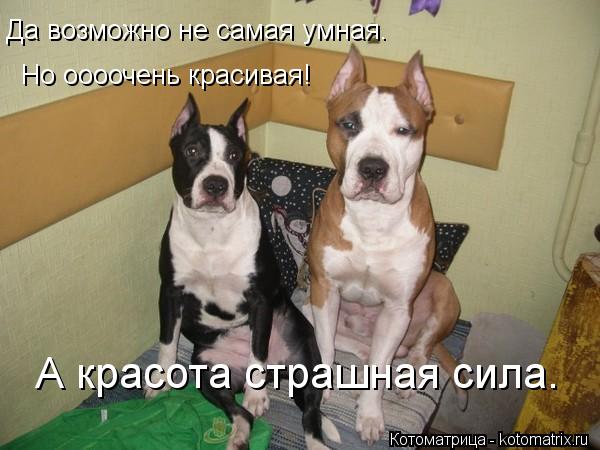Да возможно не самая умная. Но оооочень красивая! А красота страшная сила.... Котоматрица: Да возможно не самая умная. Но оооочень красивая! А красота страшная сила.
