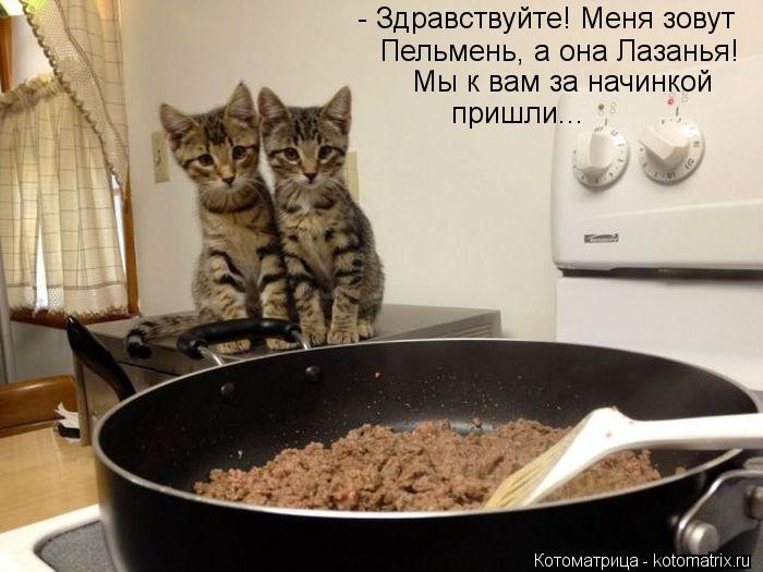 Эти забавные животные