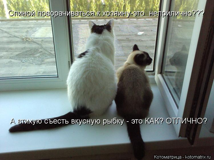 Спиной поворачиваться к хозяину-это неприлично??? А втихую съесть вкусную рыбку - это КАК? ОТЛИЧНО?... Котоматрица: Спиной поворачиваться к хозяину-это неприлично??? А втихую съесть вкусную рыбку - это КАК? ОТЛИЧНО?