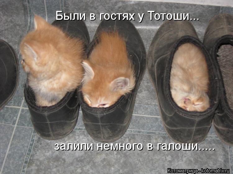 Были в гостях у Тотоши... залили немного в галоши........ Котоматрица: Были в гостях у Тотоши... залили немного в галоши.....