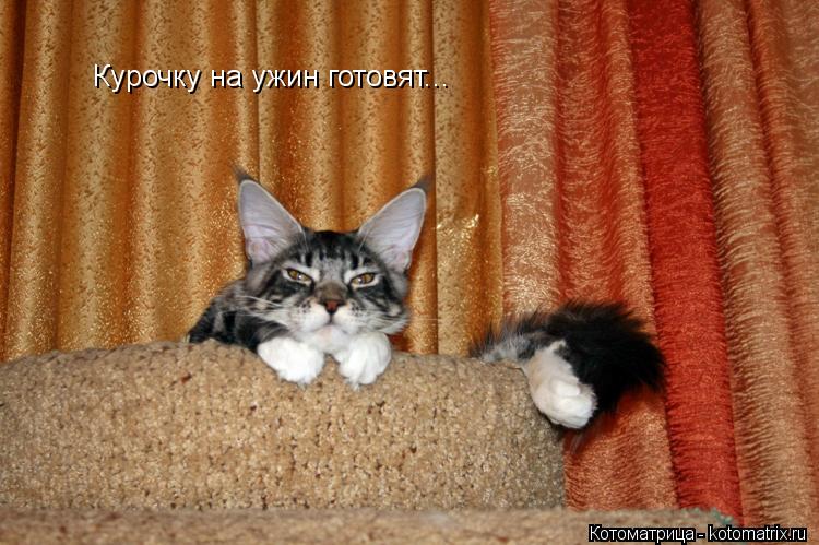 Курочку на ужин готовят...... Котоматрица: Курочку на ужин готовят...