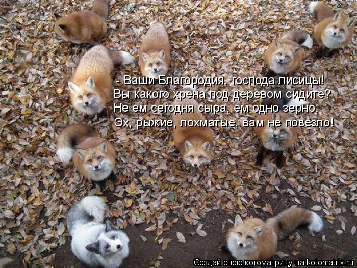 - Ваши Благородия, господа лисицы! Вы какого хрена под деревом сидите? Не ем сегодня сыра, ем одно зе... Котоматрица: - Ваши Благородия, господа лисицы! Вы какого хрена под деревом сидите? Не ем сегодня сыра, ем одно зерно, Эх, рыжие, лохматые, вам не повезло!