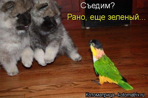Съедим? Рано, еще зеленый...... Котоматрица: Съедим? Рано, еще зеленый...