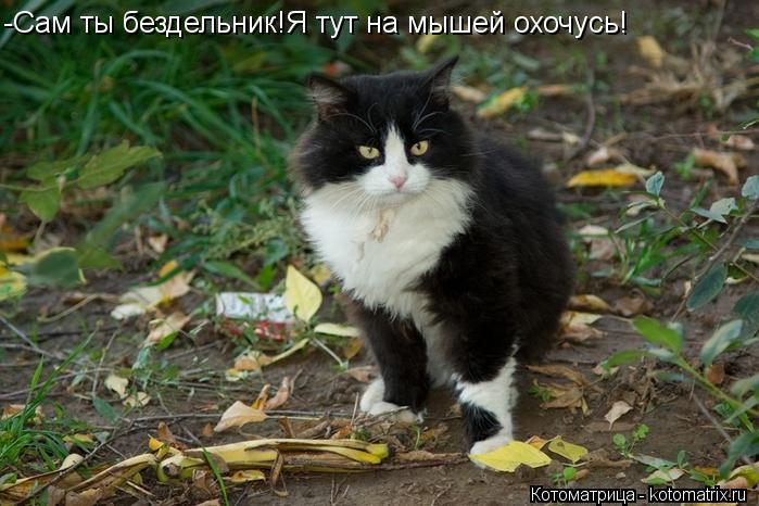 -Сам ты бездельник!Я тут на мышей охочусь!... Котоматрица: -Сам ты бездельник!Я тут на мышей охочусь!