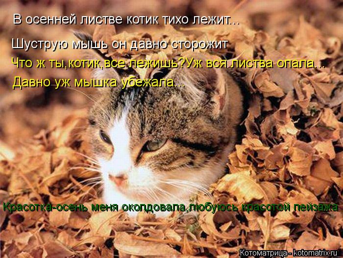 Шуструю мышь он давно сторожит В осенней листве котик тихо лежит... Что ж ты,котик,все лежишь?Уж вся ... Котоматрица: Шуструю мышь он давно сторожит В осенней листве котик тихо лежит... Что ж ты,котик,все лежишь?Уж вся листва опала... Давно уж мышка убежала... К