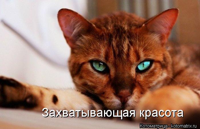 Захватывающая красота... Котоматрица: Захватывающая красота