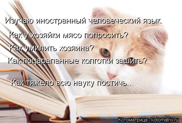 Изучаю иностранный человеческий язык. Как у хозяйки мясо попросить? Как умилить хозяина? Как поцарапа... Котоматрица: Изучаю иностранный человеческий язык. Как у хозяйки мясо попросить? Как умилить хозяина? Как поцарапанные колготки зашить? Как тяжело всю н