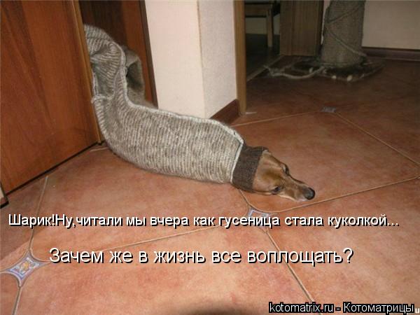 Шарик!Ну,читали мы вчера как гусеница стала куколкой... Зачем же в жизнь все воплощать?... Котоматрица: Шарик!Ну,читали мы вчера как гусеница стала куколкой... Зачем же в жизнь все воплощать?