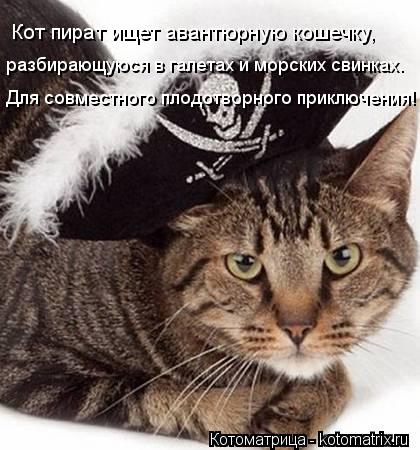 Кот пират ищет авантюрную кошечку, разбирающуюся в галетах и морских свинках. Для совместного плодот... Котоматрица: Кот пират ищет авантюрную кошечку, разбирающуюся в галетах и морских свинках. Для совместного плодотворного приключения!