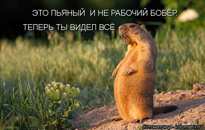 ЭТО ПЬЯНЫЙ И НЕ РАБОЧИЙ БОБЁР. ТЕПЕРЬ ТЫ ВИДЕЛ ВСЁ... Котоматрица: ЭТО ПЬЯНЫЙ И НЕ РАБОЧИЙ БОБЁР. ТЕПЕРЬ ТЫ ВИДЕЛ ВСЁ