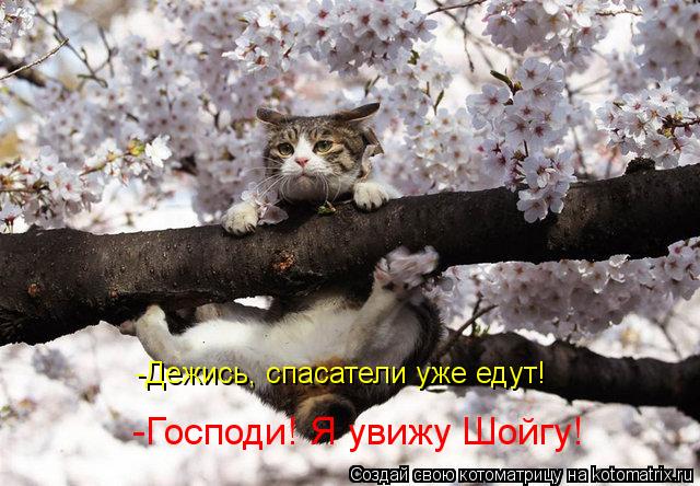 Котоматрица: -Дежись, спасатели уже едут! -Господи! Я увижу Шойгу!