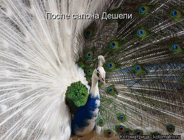 После салона Дешели... Котоматрица: После салона Дешели