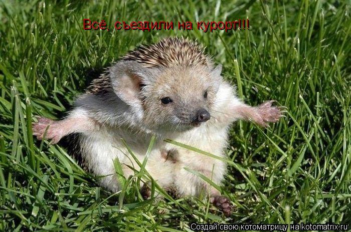 Всё, съездили на курорт!!! Всё, съездили на курорт!!!... Котоматрица: Всё, съездили на курорт!!! Всё, съездили на курорт!!!