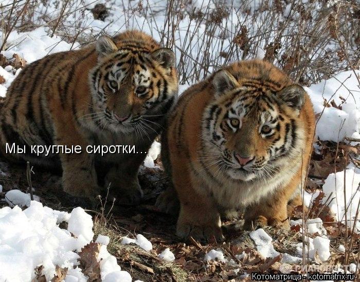 Мы круглые сиротки...... Котоматрица: Мы круглые сиротки...