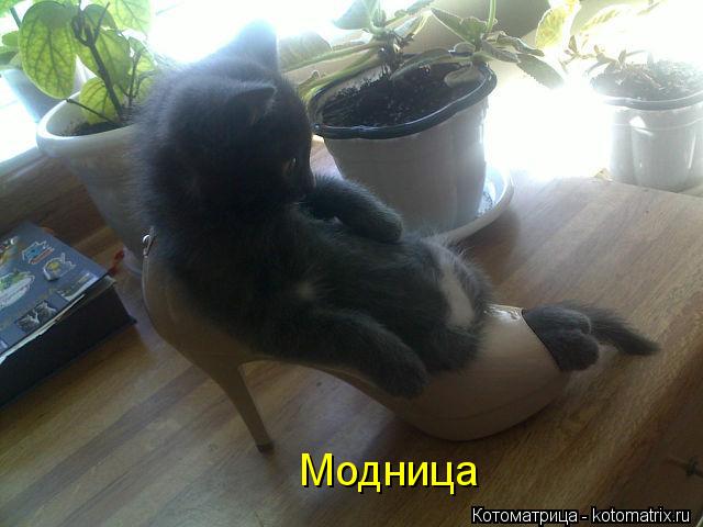 Модница... Котоматрица: Модница