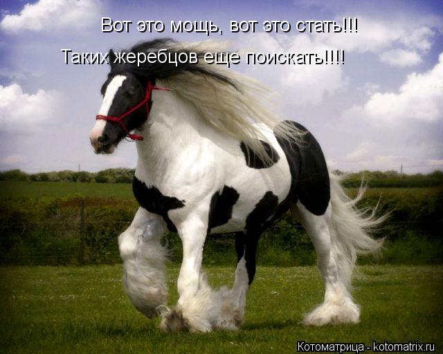 Вот это мощь, вот это стать!!! Таких жеребцов еще поискать!!!!... Котоматрица: Вот это мощь, вот это стать!!! Таких жеребцов еще поискать!!!!