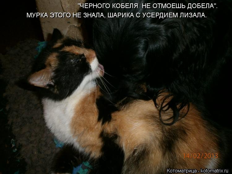 "ЧЕРНОГО КОБЕЛЯ НЕ ОТМОЕШЬ ДОБЕЛА". МУРКА ЭТОГО НЕ ЗНАЛА, ШАРИКА С УСЕРДИЕМ ЛИЗАЛА.... Котоматрица: "ЧЕРНОГО КОБЕЛЯ НЕ ОТМОЕШЬ ДОБЕЛА". МУРКА ЭТОГО НЕ ЗНАЛА, ШАРИКА С УСЕРДИЕМ ЛИЗАЛА.