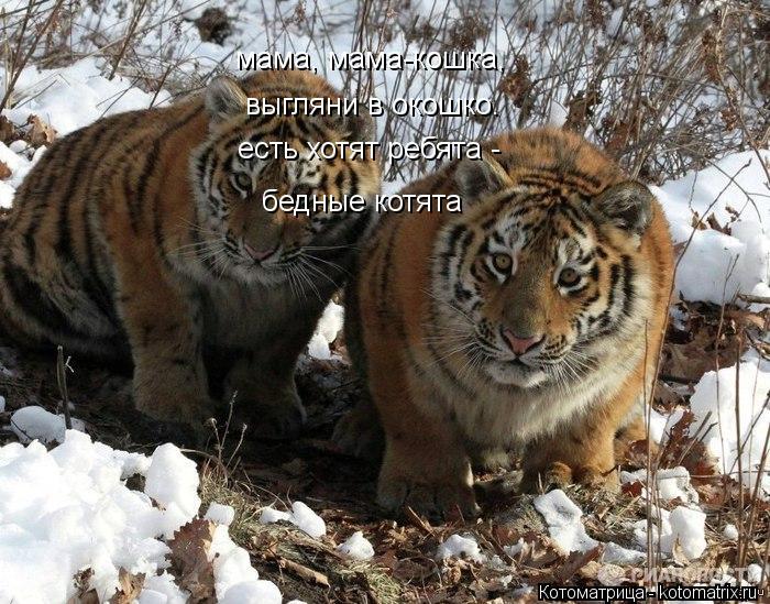 мама, мама, кошка мама, мама-кошка, выгляни в окошко. есть хотят ребята - бедные котята... Котоматрица: мама, мама, кошка мама, мама-кошка, выгляни в окошко. есть хотят ребята - бедные котята