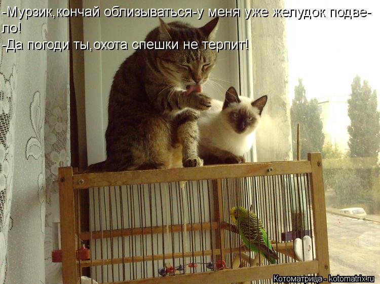 -Мурзик,кончай облизываться-у меня уже желудок подве- ло! -Да погоди ты,охота спешки не терпит!... Котоматрица: -Мурзик,кончай облизываться-у меня уже желудок подве- ло! -Да погоди ты,охота спешки не терпит!