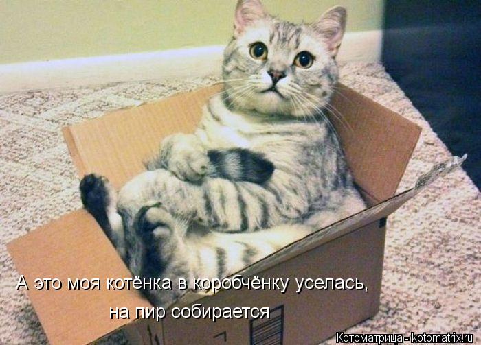 на пир собирается А это моя котёнка в коробчёнку уселась,... Котоматрица: на пир собирается А это моя котёнка в коробчёнку уселась,