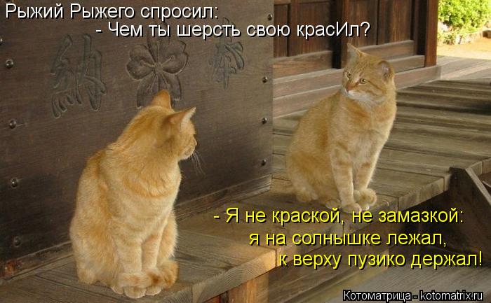 Рыжий Рыжего спросил: - Чем ты шерсть свою красИл? - Я не краской, не замазкой: я на солнышке лежал, ... Котоматрица: Рыжий Рыжего спросил: - Чем ты шерсть свою красИл? - Я не краской, не замазкой: я на солнышке лежал, к верху пузико держал!