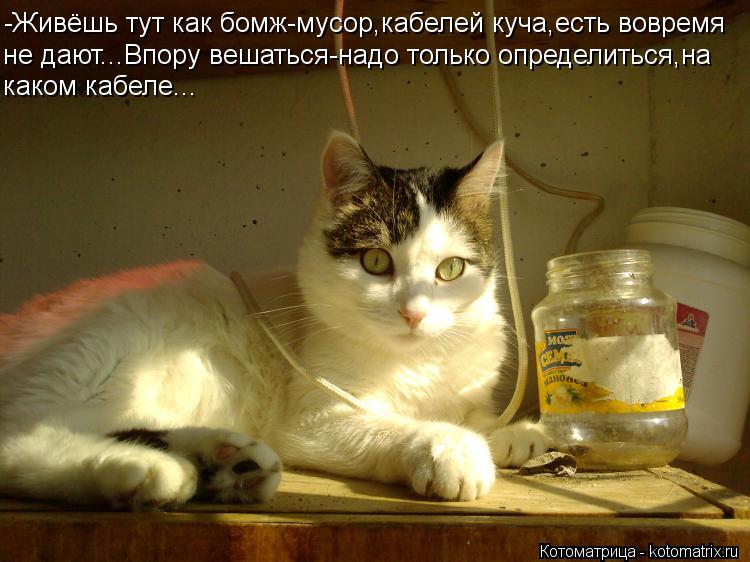 -Живёшь тут как бомж-мусор,кабелей куча,есть вовремя не дают...Впору вешаться-надо только определитьс... Котоматрица: -Живёшь тут как бомж-мусор,кабелей куча,есть вовремя не дают...Впору вешаться-надо только определиться,на каком кабеле...